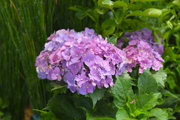 Hydrangea macrophylla, hortensia, bunga soka, kembang bokor or bunga pancawarana growth in the garden. Purple flowers