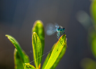 Irish Damselfly Coenagrion lunulatum perching on a leaf.