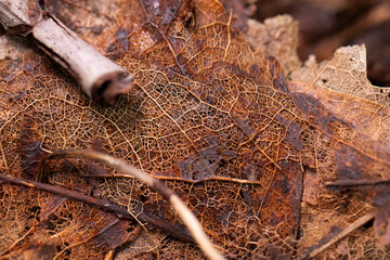 Details of a brown decomposing leaf in a forest.