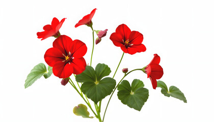 Nasturtiums in Red isolated with white shades, png