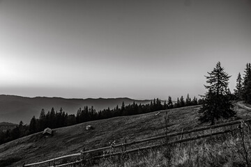 Landscapes - Forest - Europe, Romania, Suceava region