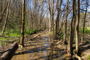 Making the transition between late winter and spring in mid-March, the leafless trees line the Pigeon Branch Stream in the Crockford-Pigeon Georgia WMA, while the understory is green. Horizontal.
