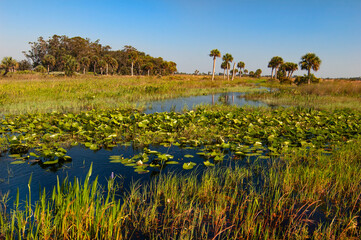 A slough with aquatic grasses and pond lilies flows through the dry prairie at Kissimmee Prairie...