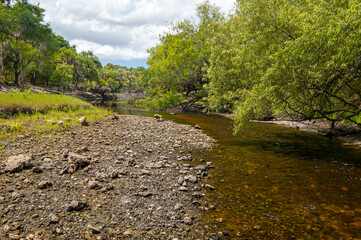 The Florida Wild and Scenic Myakka River flows through a southern live oak hammock in Myakka River...
