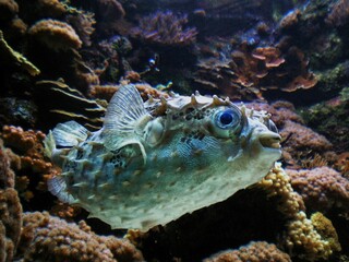 Porcupinefish Tetraodontiformes. fish belonging to the family Diodontidae order Tetraodontiformes, also commonly called blowfish or ballonfish.