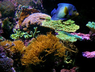 Tropical coral reef sealife.