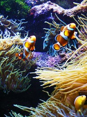 Clownfish or anemonefish are fishes from the subfamily Amphiprioninae in the family Pomacentridae. They form symbiotic mutualisms with sea anemones.