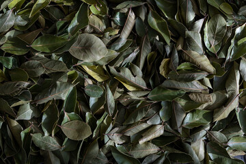 Abstract food ingredient textured background. Close-up top view of fresh dried green bay leaves (by plant Laurus nobilis). Copy space. Soft focus. Spices and flavourings theme.