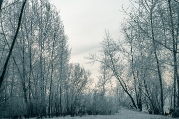 White branches covered with snow and frost in winter