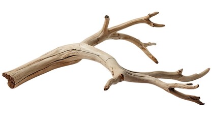 Obraz premium antlers