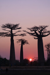the famous baobab avenue in madagascar near morondova at sundown in south winter