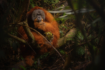 Sumatran orangutan big male in its whole beauty. Amazing sumatran jungle. Beautiful sumatran wildlife. Adventure paradise. Rare  and endangered species. Pongo abelii.