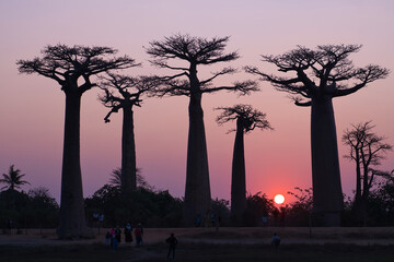 the famous baobab avenue in madagascar near morondova at sundown in south winter