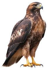 Fototapeta premium PNG A wild hawk photography animal bird.