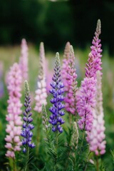 Fototapeta premium A field of purple and pink flowers with a few blue flowers. The flowers are tall and are in full bloom