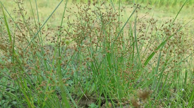 Teki ladang or Cyperus rotundus that grows lush and beautiful. 