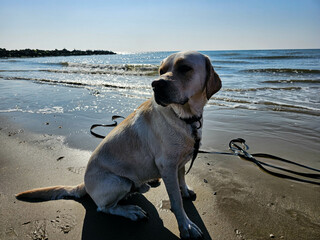 Blonder Short Coated British Labrador Retriever am Strand von Blavand an der dänischen...