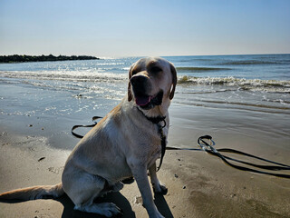 Blonder Short Coated British Labrador Retriever am Strand von Blavand an der dänischen...