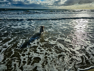 Blonder Short Coated British Labrador Retriever am Strand von Blavand an der dänischen...