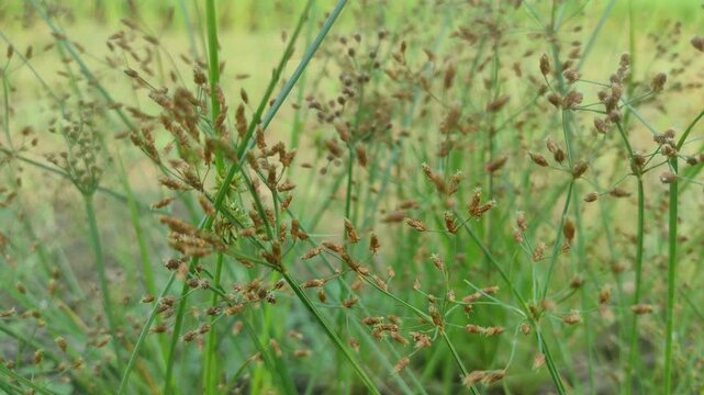 Teki ladang or Cyperus rotundus that grows lush and beautiful. 
