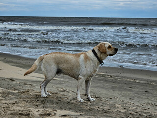 Blonder Short Coated British Labrador Retriever am Strand von Blavand an der dänischen...