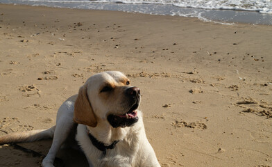 Blonder Short Coated British Labrador Retriever am Strand von Blavand an der dänischen...