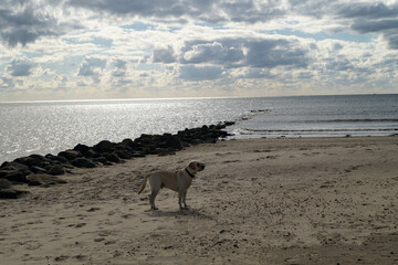 Blonder Short Coated British Labrador Retriever am Strand von Blavand an der dänischen...