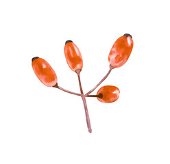 Hand-drawn barberry berries. Red berries isolated on a white background.