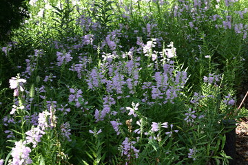 花穂が下から上へ順番に咲く