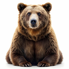 Fototapeta premium bear in white background