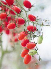 Cherry tomatoes in the greenhouse
