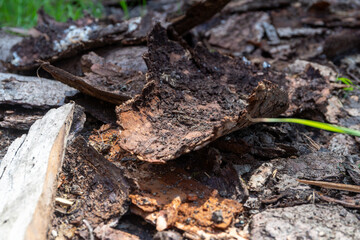 a lot of tree bark as the remains of an old wood store in the forest
