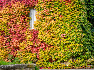 Wilder Wein an der Fassade im Herbst