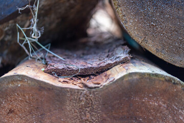 Many sawn-off tree trunks piled up in the forest