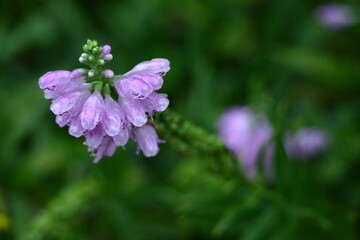 Fototapeta premium 花穂が下から上へ順番に咲く