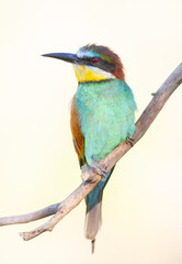 European bee-eater, Merops apiaster. Close-up of a bird sitting on a branch, light background