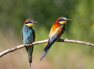 European bee-eater, Merops apiaster. Early in the morning, a family of birds sits on a branch