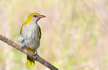 Eurasian Golden Oriole, Oriolus oriolus. Close-up of a bird sitting on a branch, light background