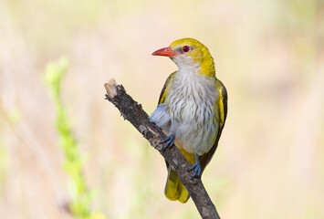 Eurasian Golden Oriole, Oriolus oriolus. Early morning a bird sits on an old dry branch
