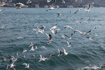 Flock of Seagulls Flying Over the Ocean, Birds in Flight, Nature Photography, Wildlife, Sea, Sky, Freedom, Wild