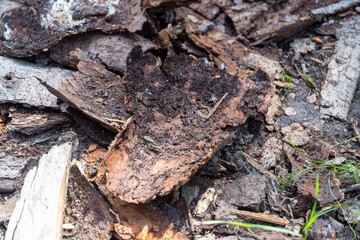 a lot of tree bark as the remains of an old wood store in the forest
