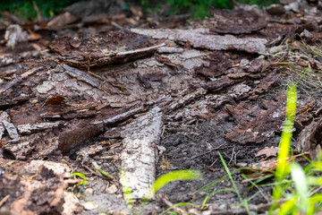 a lot of tree bark as the remains of an old wood store in the forest