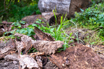 a lot of tree bark as the remains of an old wood store in the forest