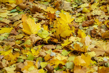 Fallen autumn leaves as a background.