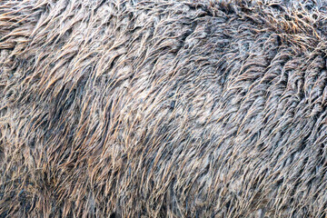 Closeup of Unwashed Raw Sheep Wool in Natural Color