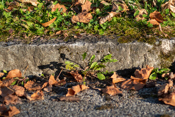 Autumn leaf on ground and green plants creative nature concept. Colorful season representation.