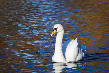 Obraz premium A white swan swims in a pond. The concept of loneliness.