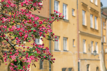 Vibrant pink blossoms in focus with a yellow Old Town Warsaw building in background.