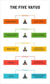 Five Vayu in Yoga Vector Infographic
