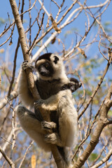 Verreaux's sifaka or white sifaka (propithecus verreauxi) is an endemic lemur of madagascar